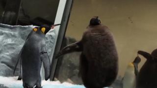 El este Pesto, un pui uriaș de pinguin regal: cântăreşte mai mult ca părinții săi la un loc