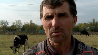 Nicu creşte 40 de vaci într-o comună din Buzău. Cum a ajuns afacerea lui în pragul falimentului: "Nu știm dacă vom mai putea ieși din iarnă"