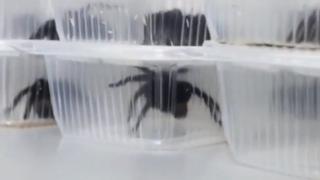 Tânăr de 28 de ani, prins pe un aeroport din Peru cu 320 de tarantule, 110 miriapode şi 9 furnici gigantice