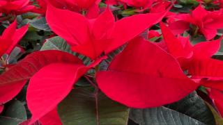 Cât costă acum Crăciuniţa, floarea-vedetă a sărbătorilor de iarnă. Este nelipsită din casele românilor la final de an