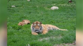 Angajat de 52 de ani, omorât de un tigru la Grădina Zoologică din Piteşti