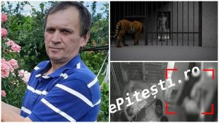 ANIMAȚIE. Îngrijitor de la Zoo Pitești, omorât de tigru după ce a comis două greșeli