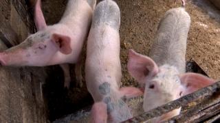 Alertă sanitară într-o comună din Cluj, după ce mai mulţi porci au fost diagnosticaţi cu pestă porcină