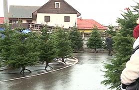 Cât a ajuns să coste un brad de Crăciun. Deşi comercianţii din pieţe sunt dispuşi să lase la preţ, clienţii preferă să cumpere din supermarket