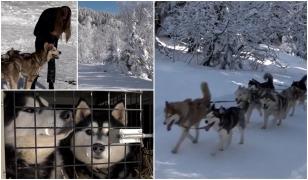 Staţiunea desprinsă din basme care încântă turiştii cu peisaje autentice de iarnă şi câini Husky