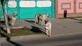 Câini dintr-o rasă agresivă, liberi pe străzile din Tecuci. Cum se apără stăpânul, după ce a fost amendat cu 1.200 de lei