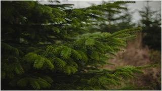 Cât costă un brad în Piața Obor, cu câteva zile înainte de Crăciun. Noul trend la care apelează cei rămași pe ultima sută de metri