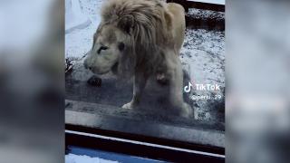 Zoo Braşov, explicaţii după imaginile cu leul alb care ar fi "în stare de psihoză": "Are 21 de ani, o vârstă remarcabilă"