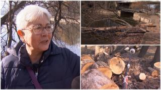 Parcul Herăstrău, ca-n pădure. Este plin de arbori uscați care riscă să se prăbușească peste oameni: "Doamne ferește"