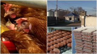 Focar de salmonella în Vaslui. Aproape 60.000 de ouă infestate, retrase de la comercializare; sute de mii de găini sacrificate