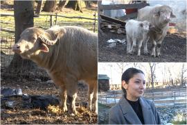 Un animal pe cale de dispariţie, vedetă la Palatul Brukenthal din Sibiu: 