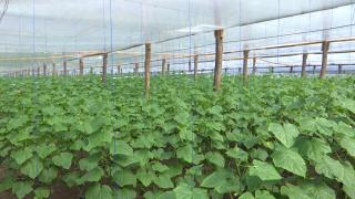 Programul "Prima Seră". Cine sunt românii care pot obţine 200.000 de euro de la stat şi ce condiţii trebuie să respecte