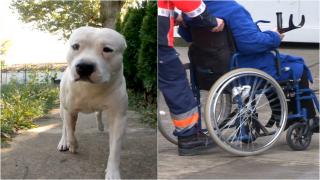 Desfigurată de câinele nepotului. Femeia mușcată de un Amstaff a rămas fără un ochi și trebuie să treacă prin mai multe operații