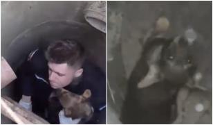 Misiune emoţionantă pentru jandarmi. Au salvat un biet căţeluş care căzuse într-un canal. Mama lui îl aştepta în apropiere