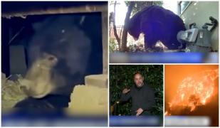 Urs brun, salvat de sub o casă unde a rămas captiv în timpul incendilor din Los Angeles. A fost ademenit cu pui la rotisor şi unt de arahide