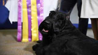 Monty, schnauzerul uriaş care şi-a învins peste 2.500 de rivali la probe de agilitate, obedienţă şi pedigree la un concurs canin din America