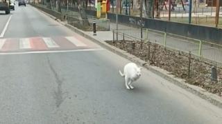 Cangur alb, filmat pe străzile din Bucureşti. Ar fi scăpat de la Nuţu Cămătaru