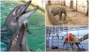 Măsuri suplimentare împotriva gerului pentru animalele de la Grădina Zoologică