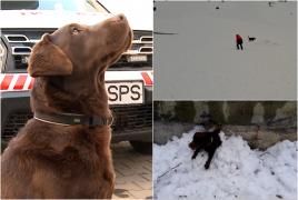 Un Labrador, înger păzitor pe pârtiile din Mureş. Lucky a călcat pe urmele tatălui şi salvează oamenii prinşi în avalanşe