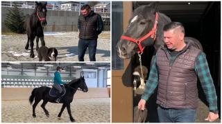 Ea este Roma, singurul Percheron american cu pedigree din România. Un exemplar costă şi 200.000 € 