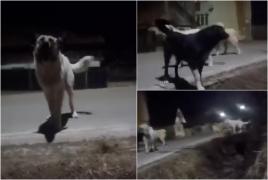 Femeie atacată de o haită de câini vagabonzi, pe o stradă din Cluj. S-a refugiat într-un şant, apoi a fost salvată de un vecin