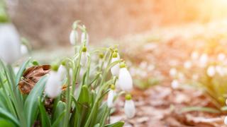 Cum va fi vremea în martie. ANM anunță temperaturi de 20 de grade în România, de la mijlocul săptămânii viitoare