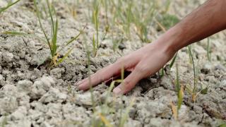 Secetă extremă în Dolj. Fermierii sunt disperaţi că lipsa ploilor va compromite culturile şi în acest an