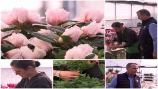 Afacerea cu care doi proprietari de sere din România au dat lovitura. S-au inspirat după ce au lucrat în străinătate