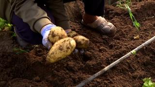 Au apărut primii cartofi noi româneşti, la un preţ de 3 ori mai mare decât cei vechi