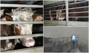Vapor plin cu viţei plecat spre Israel, blocat 15 zile pe mare. Animalele au ajuns într-o stare deplorabilă: "Pe fața lor se citește teroarea"
