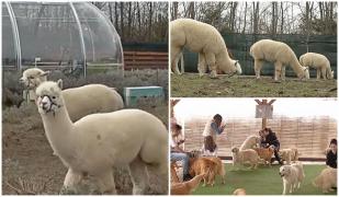 Animale exotice într-o mică fermă de lângă Bucureşti. Vizitatorii pot să facă picnic lângă o alpaca şi chiar să o hrănească