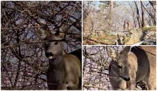 Întâlnire neaşteptată pentru jandarmii montani din Braşov, în timp ce patrulau pe Muntele Tâmpa