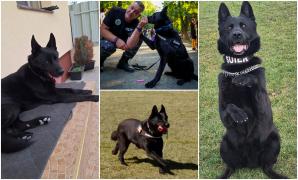 Şuier, spaima traficanţilor de droguri, s-a pensionat. Cel mai iubit câine poliţist îşi va petrece restul vieţii alături de instructorul său