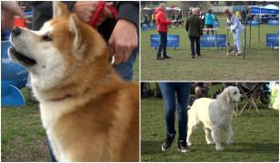 Număr record de câini de rasă la competiția internațională organizată în Hunedoara. Golden Retriever și Akita Inu, printre favoriții publicului