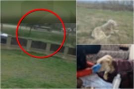 Căţeluşă chinuită de un copil de 14 ani. Sara a fost salvată în ultima clipă, după ce a fost legată şi târâtă prin pădure