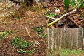 "Colţ de rai", călcat în picioare de turişti. Vizitatorii au smuls cu totul florile din pământ şi au luat bulbii cu ei