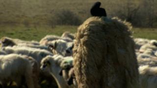 Cioban ucis în bătaie de un individ, după ce oile sale au intrat pe terenul agresorului. Victima, găsită de localnici