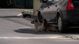 O femeie din Vaslui a reclamat mai mulţi poliţişti că ar fi folosit spray lacrimogen împotriva câinilor maidanezi