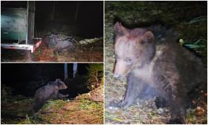 Înapoi în natură, dar fără mama lor: Momentul în care puii ursoaicei împuşcate la Predeal sunt eliberaţi în pădurile Braşovului