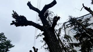 Scandal la Oneşti, după ce Garda de Mediu a amendat Primăria pentru ciuntirea teilor din oraş