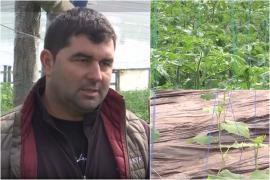 Subvenții de până la 50.000 € pentru legumicultori. Fermierii mici sunt nemulţumiţi: "E cam un dezavantaj"