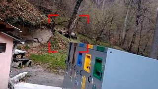 Ursoaică cu trei pui, văzută lângă casele oamenilor. Localnicii din Sighișoara se tem să mai iasă afară: "În cartierul vecin şi-au făcut bârlog"