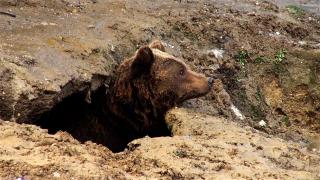 Problema urșilor din România, semnalată de MAE german. Turiștii care vin la noi sunt sfătuiți să evite zonele unde au fost văzute animalele 