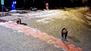 Germanii vin cu frică în România, de teama urşilor. "Cer camere mai sus"