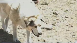 Un copil de 2 ani, salvat de câinele unui fermier din Arizona. Animalul l-a protejat o noapte întreagă în faţa pumelor, apoi şi-a alertat stăpânul