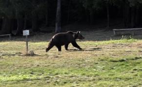 O adolescentă a murit înecată în Harghita, după ce ar fi fugit speriată de un urs. Fata s-a împiedicat şi a căzut în apă