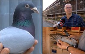 De ce valorează 2,5 milioane de euro porumbeii furaţi de un român în Belgia