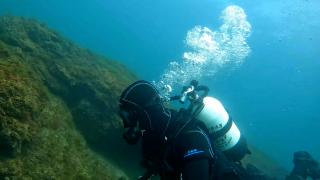 Ţestoasele autohtone din lacul Tăbăcăriei, puse în pericol de ţestoase exotice abandonate de pet-shopuri