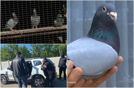 Poliţiştii au oprit-o în trafic pe nepoata românului care a furat porumbei de 2,5 milioane € în Belgia. Ce au găsit în portbagaj