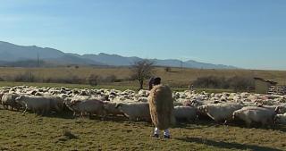 Cioban înjunghiat de un altul, la o stână din Botoşani, după un scandal monstru